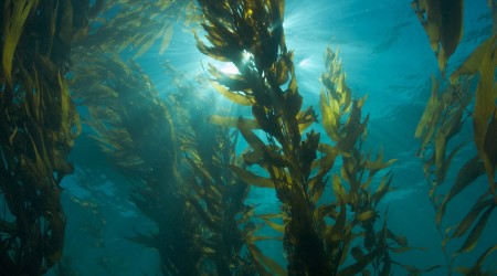 El poder de las algas: Una mirada a nivel ecológico, científico y biotecnológico