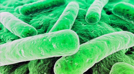 II Conferencia Internacional de Cultura Científica: “¿Por Qué Amo las Bacterias?”